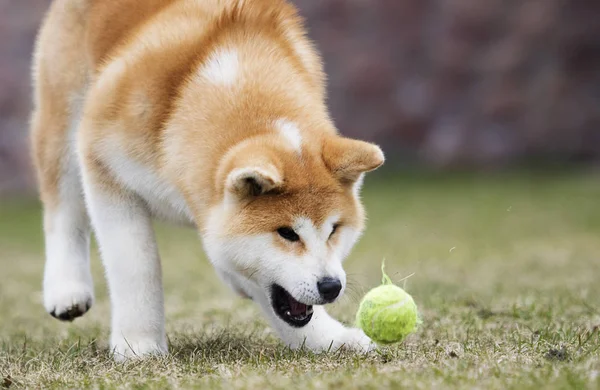 Aktywny japoński Akita Inu pies biegnie do piłki — Zdjęcie stockowe