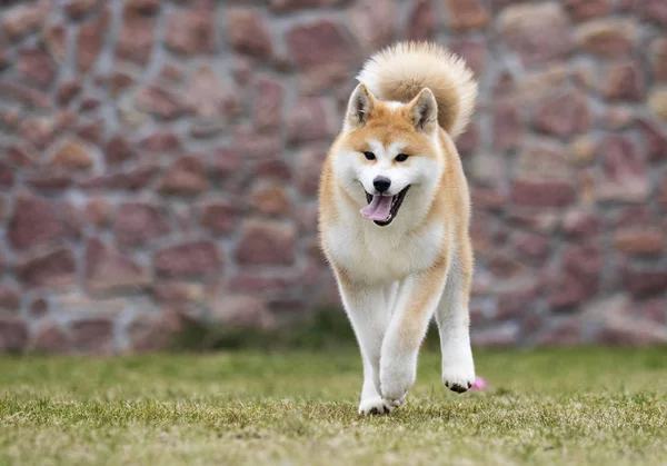 散歩のための日本の秋田犬犬 — ストック写真