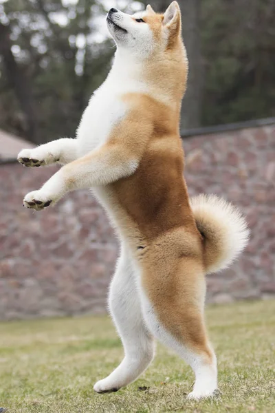 Японская собака Акита Ину на прогулку — стоковое фото