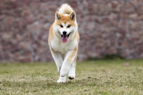 散歩のための日本の秋田犬犬 — ストック写真