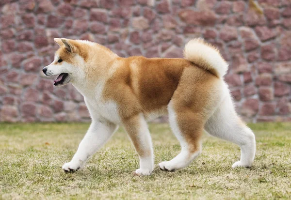 Japán Akita Inu kutya sétálni — Stock Fotó