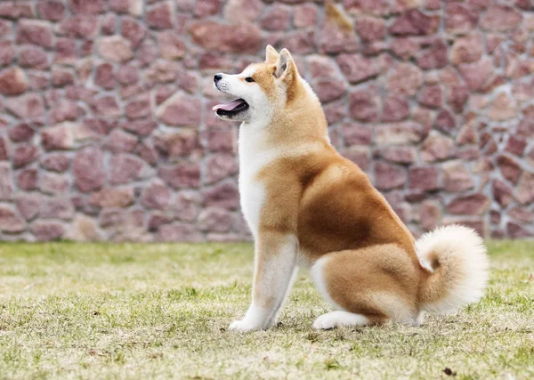 Japanese Akita Inu dog for a walk — Stock Photo, Image