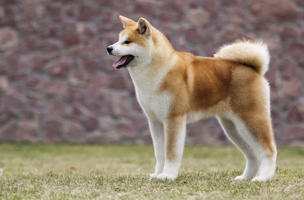 Japanese Akita Inu dog for a walk — Stock Photo, Image