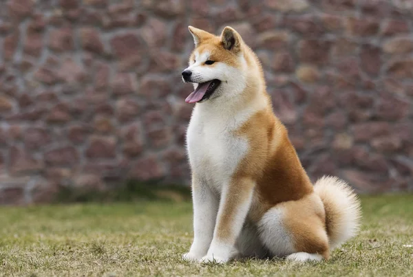 Japonský Akita inu pes na procházku — Stock fotografie