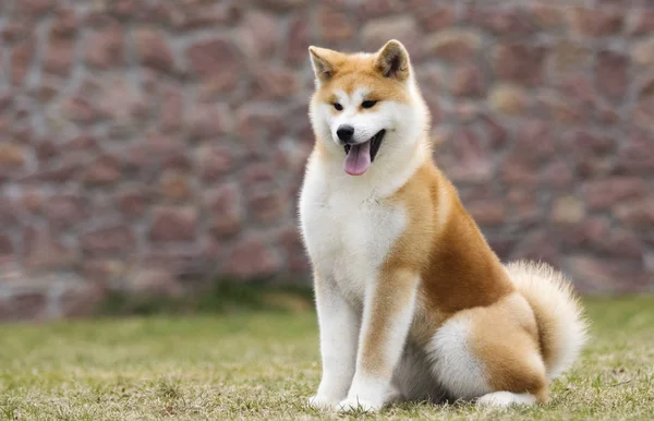 Japonês Akita Inu cão para um passeio — Fotografia de Stock