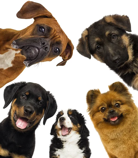 Set of pets watch — Stock Photo, Image