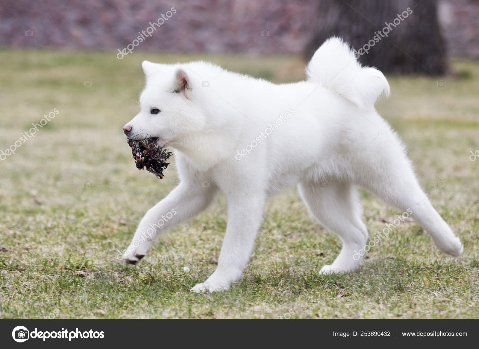 all white akita