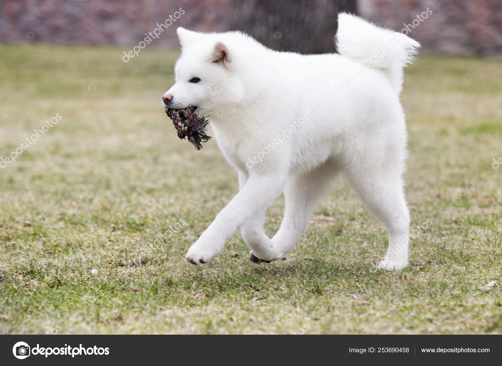 white akita