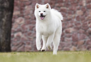 Beyaz köpek akita inu koşar.