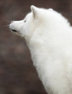 portre beyaz köpek akita inu