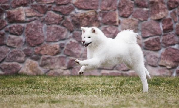 芝生の上の白い秋田犬 — ストック写真