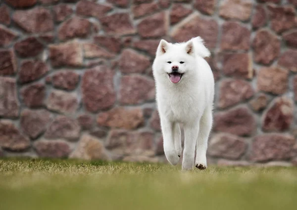 秋田犬が芝生の上を走る — ストック写真