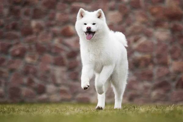 Akita inu Hund läuft — Stockfoto