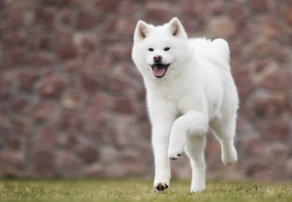 秋田犬が芝生の上を走る — ストック写真