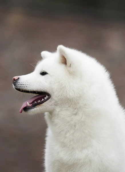 Retrato branco cão akita inu — Fotografia de Stock