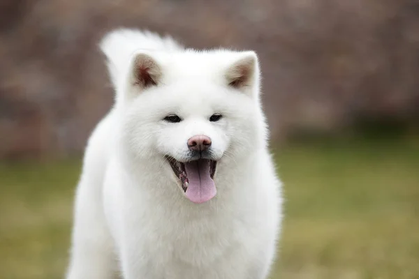 Retrato branco cão akita inu — Fotografia de Stock