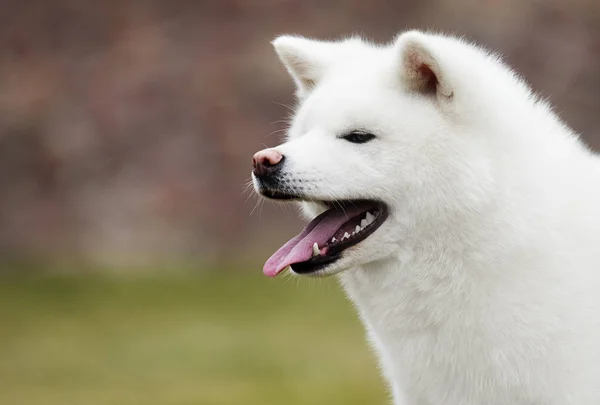 Portrait white dog akita inu — Stock Photo, Image