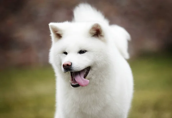 Portrét bílý pes Akita inu — Stock fotografie