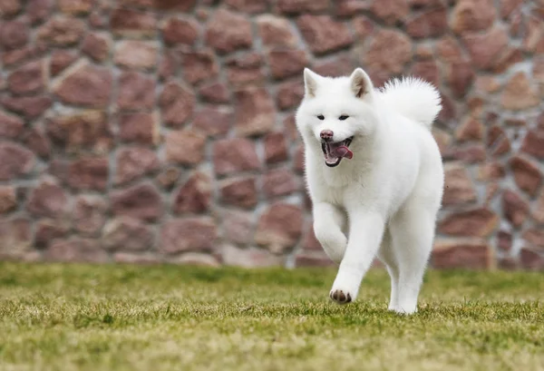 Akita Inu pies biegnie szybko — Zdjęcie stockowe