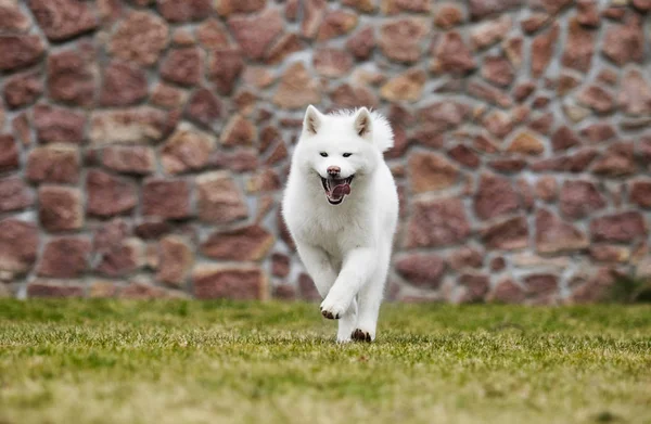 公園を散歩する秋田犬犬 — ストック写真