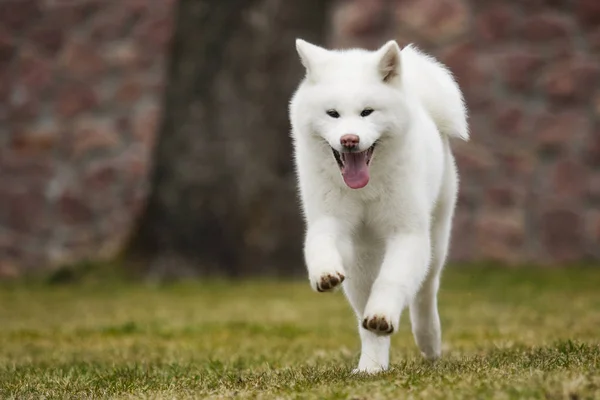 Akita Inu cão em um passeio no parque — Fotografia de Stock