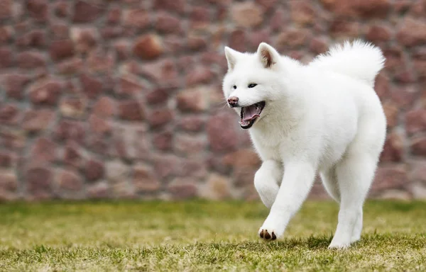 Akita Inu Köpek Hızlı Çalışır — Stok fotoğraf