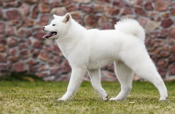 Akita inu cane — Foto Stock