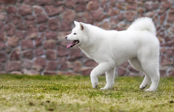 Ο σκύλος της Ακίτα ίνου σε μια βόλτα στο πάρκο — Φωτογραφία Αρχείου