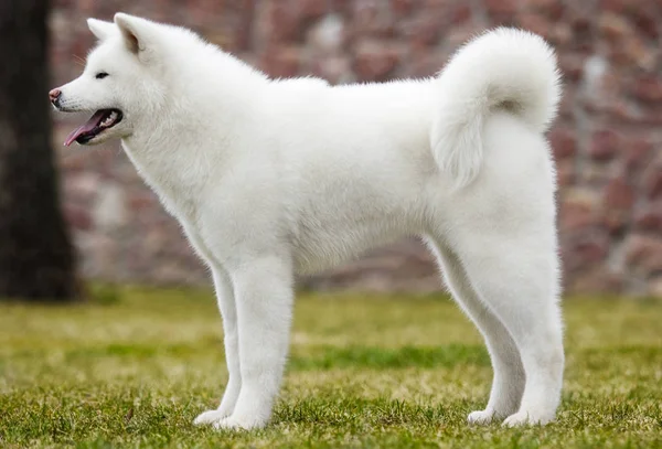 Akita inu cane — Foto Stock