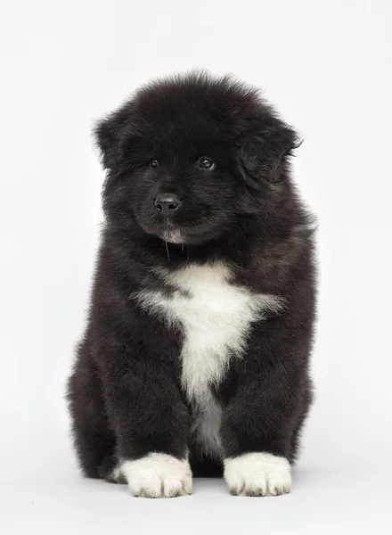 American Akita filhote de cachorro olhando para um fundo branco — Fotografia de Stock