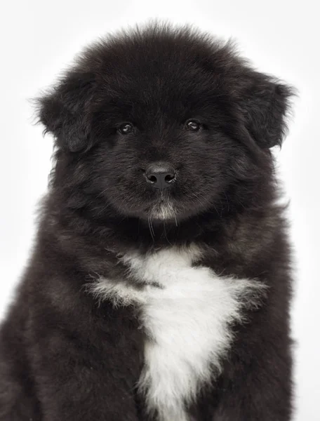 Amerikaanse Akita pup op zoek op een witte achtergrond — Stockfoto