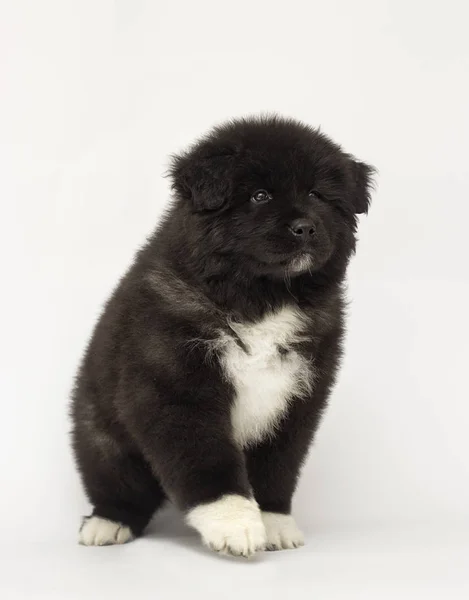 Chiot Akita américain regardant sur un fond blanc — Photo