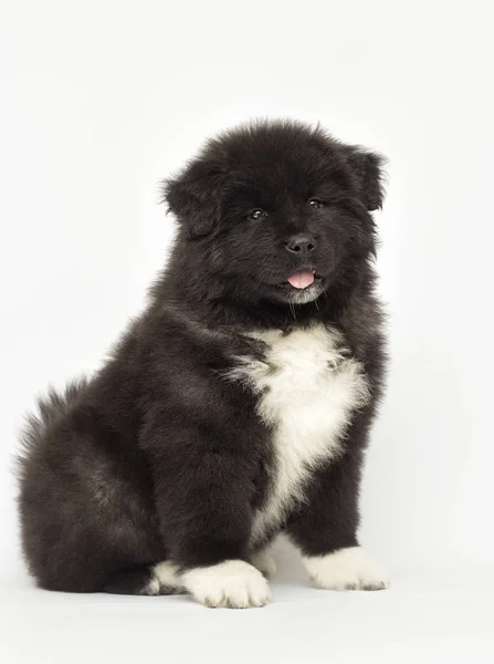 Chiot Akita américain regardant sur un fond blanc — Photo