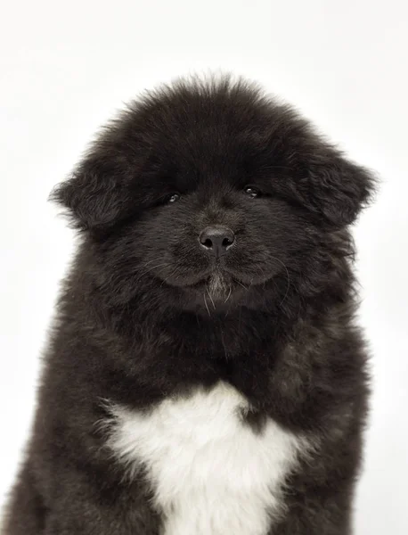 Amerikaanse Akita pup op zoek op een witte achtergrond — Stockfoto