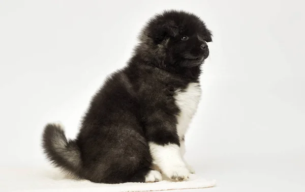 Chiot Akita américain regardant sur un fond blanc — Photo