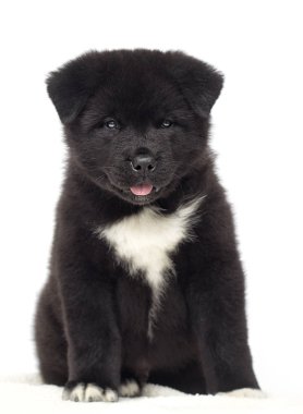Beyaz arka plan üzerinde Akita köpekleri