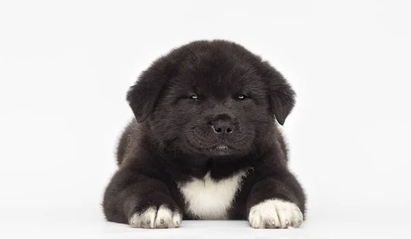 Americká Akita štěně na bílém pozadí — Stock fotografie