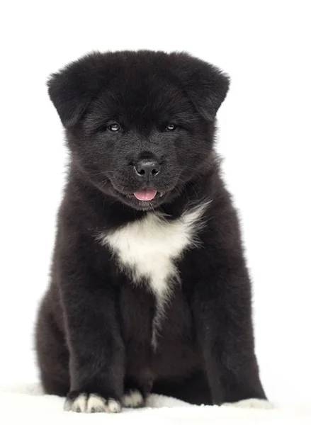 白い背景の上の秋田の子犬 — ストック写真