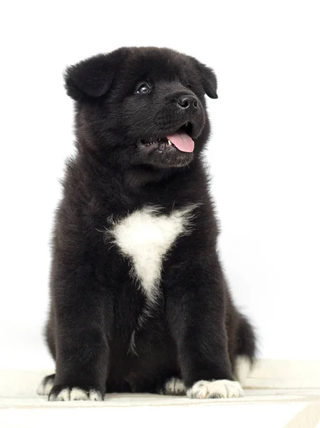 Petits chiots akita américains sur fond blanc — Photo