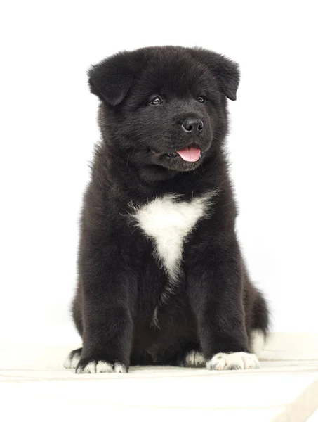 Kleine Amerikaanse akita puppy op witte achtergrond — Stockfoto