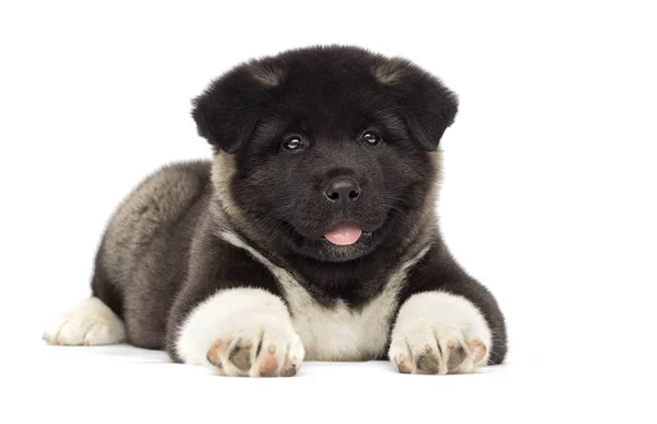 ลูกสุนัข Akita อเมริกันตัวเล็ก ๆ บนพื้นหลังสีขาว — ภาพถ่ายสต็อก