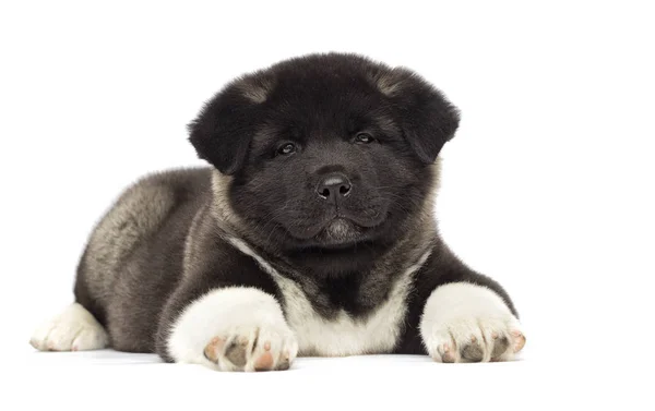 白い背景の上の小さなアメリカ秋田子犬 — ストック写真