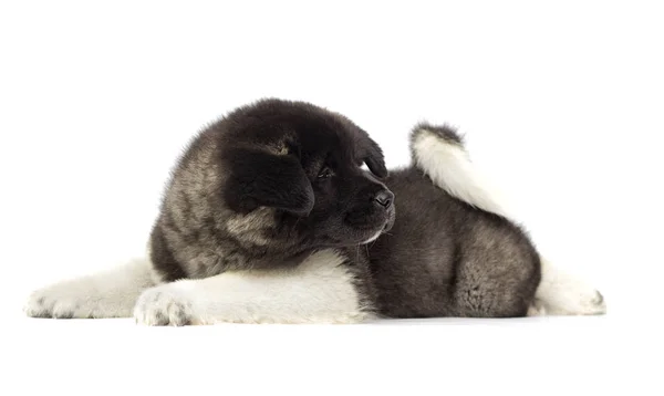 Kleine Amerikaanse akita puppy op witte achtergrond — Stockfoto