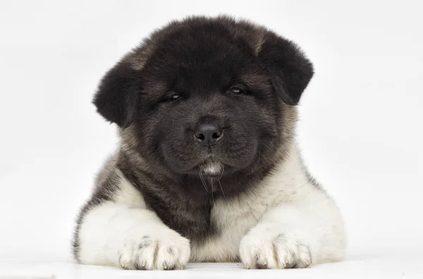 Little puppies of american akita breed on white background — Stock Photo, Image