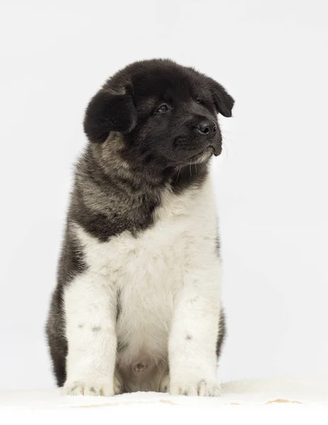 Petits chiots de race akita américaine sur fond blanc — Photo