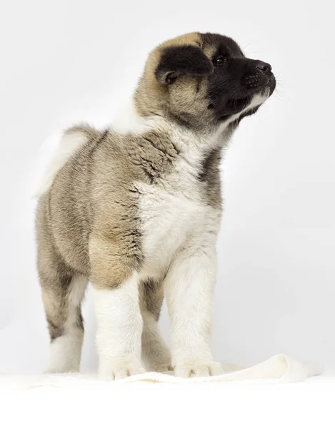 白い背景の上のアメリカの秋田品種の小さな子犬 — ストック写真