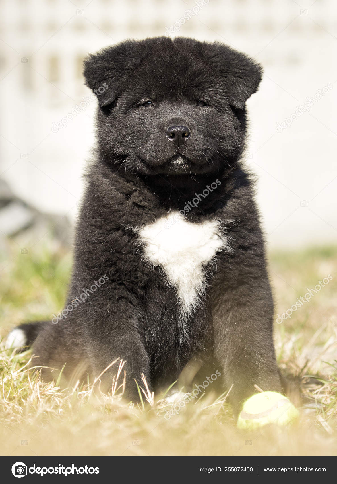 For Sale Akita Americano Puppy American Akita Dog Akita Dogs