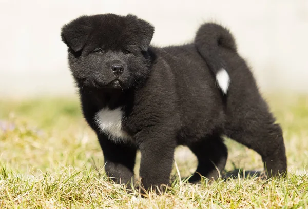 Chiots Akita américains sur l'herbe — Photo