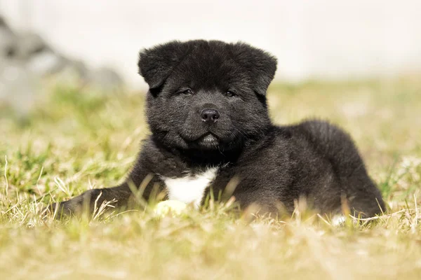 Cãozinho Akita na grama — Fotografia de Stock