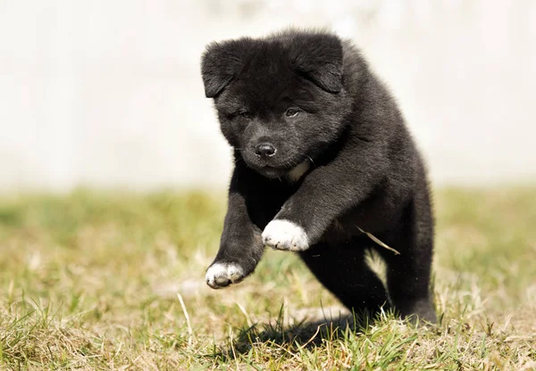 Akita cachorro en la hierba — Foto de Stock